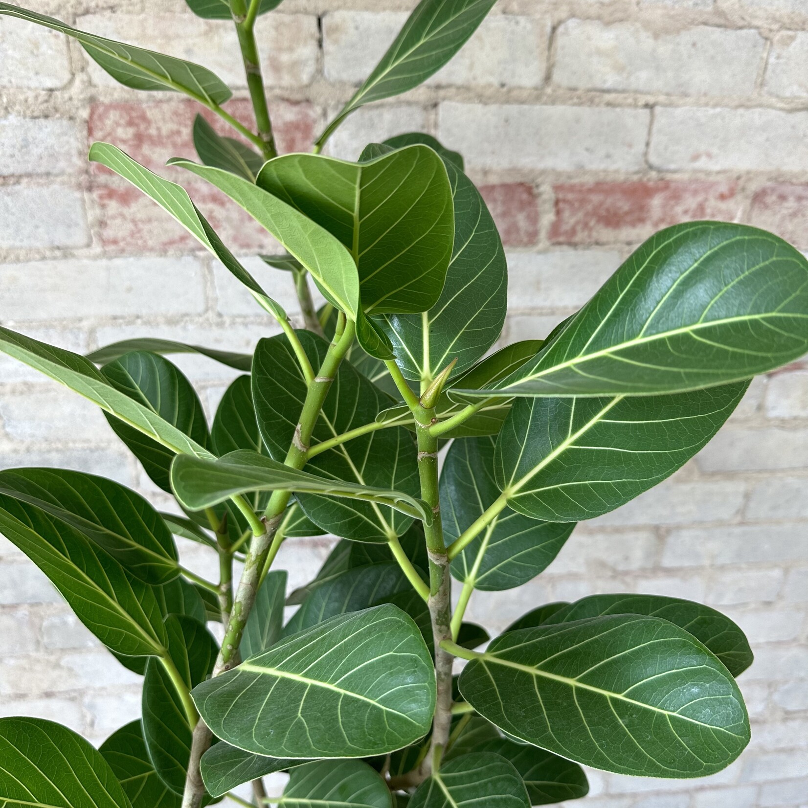 Ficus Audrey Standard 10"