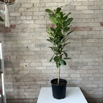 Ficus Audrey Standard 10"