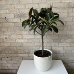 Ficus Elastica Melany Standard 10"