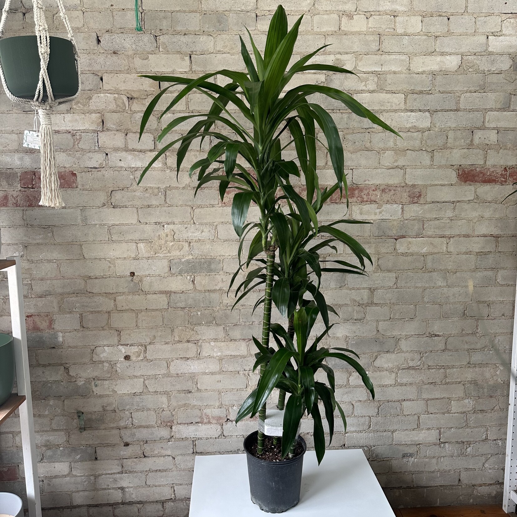 Dracaena Elegance Cane 9/10" (4-3-2)