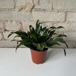 Dracaena Janet Craig 4"