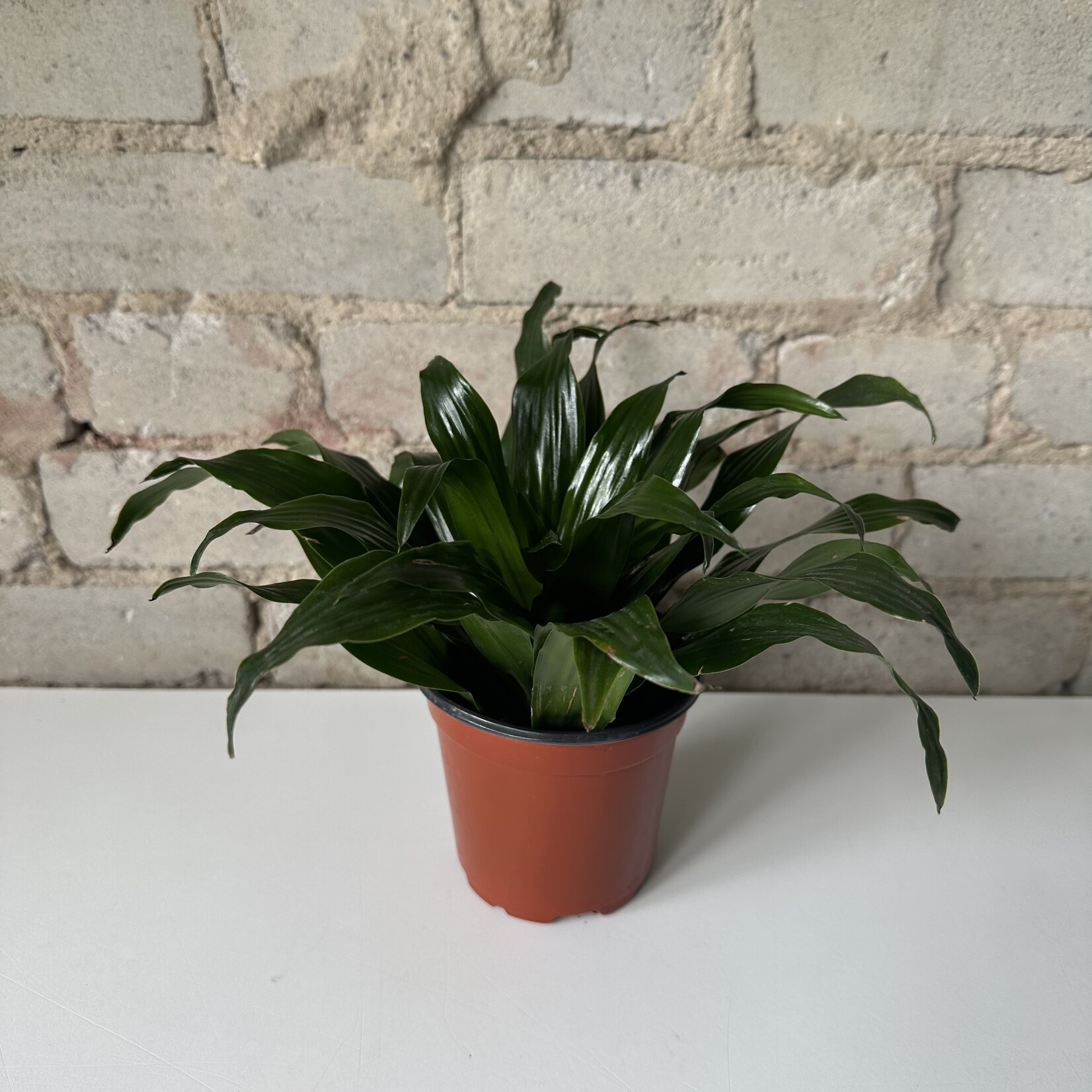 Dracaena Janet Craig 4"
