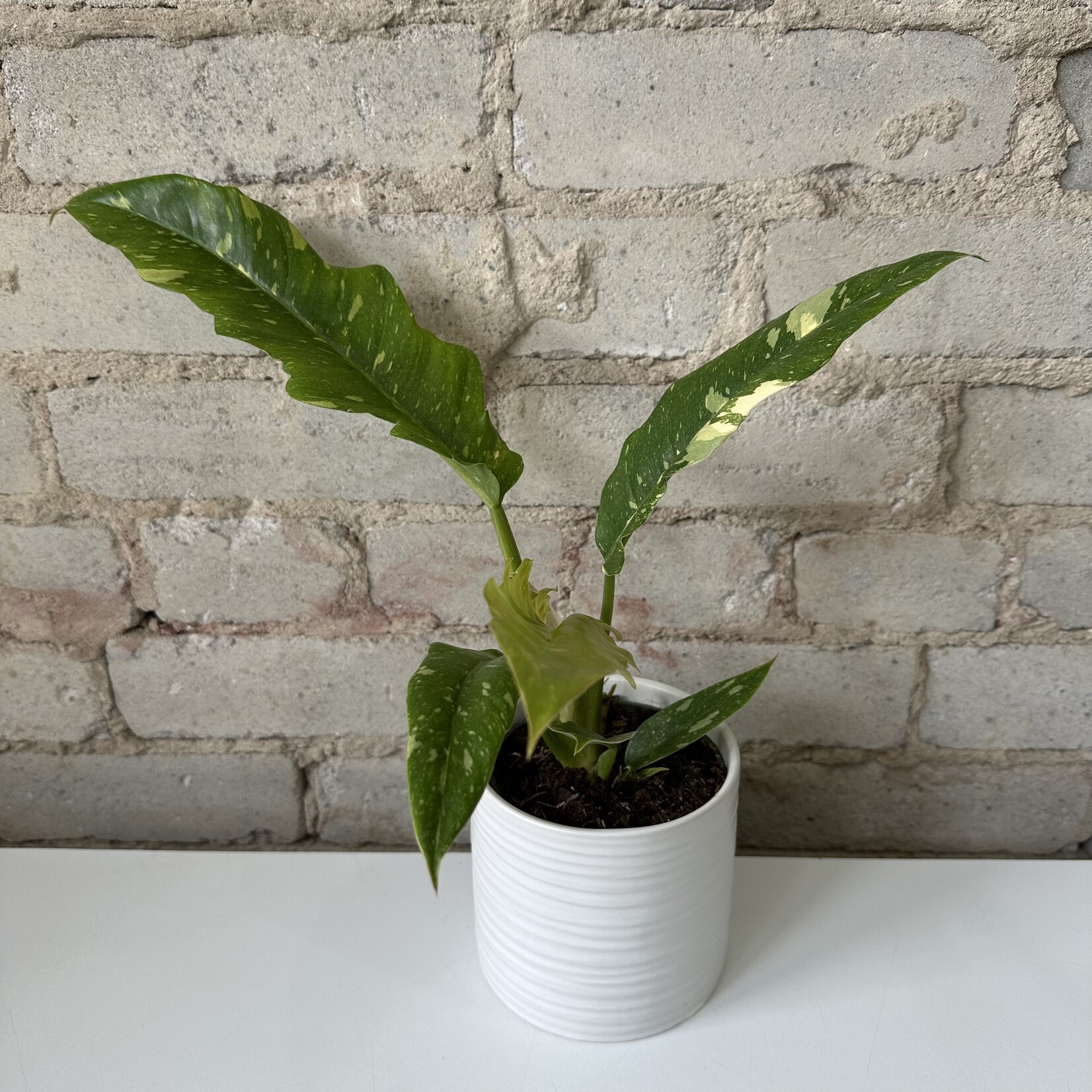 Philodendron Ring of Fire 4"