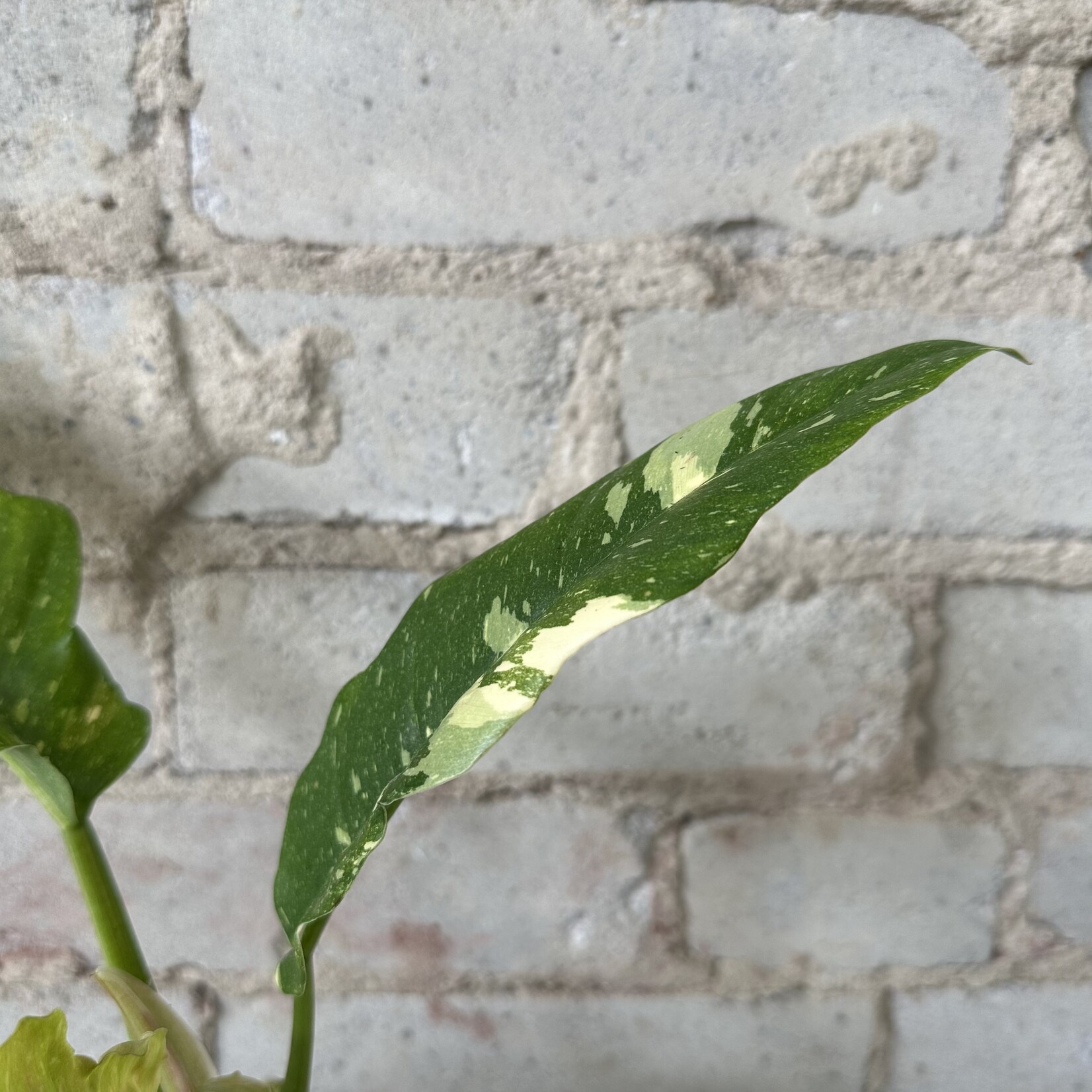Philodendron Ring of Fire 4"