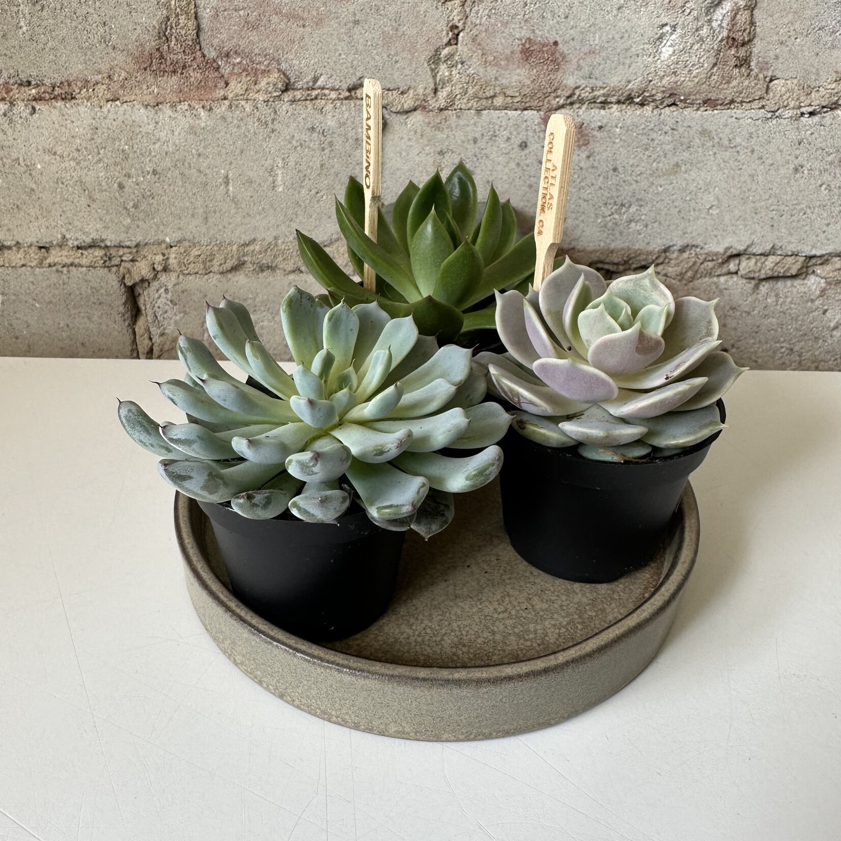 Echeveria (Succulent) 2.5"