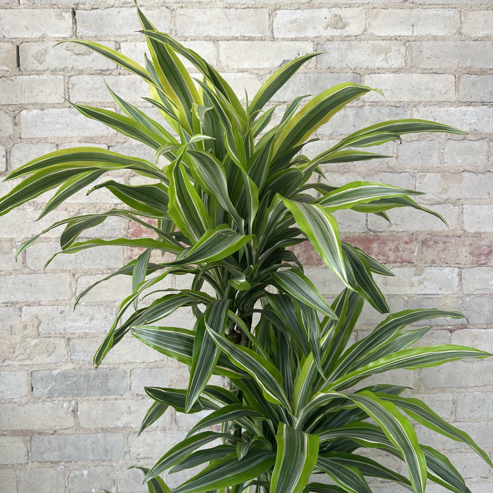 Dracaena Warneckii Lemon Lime Cane 10"