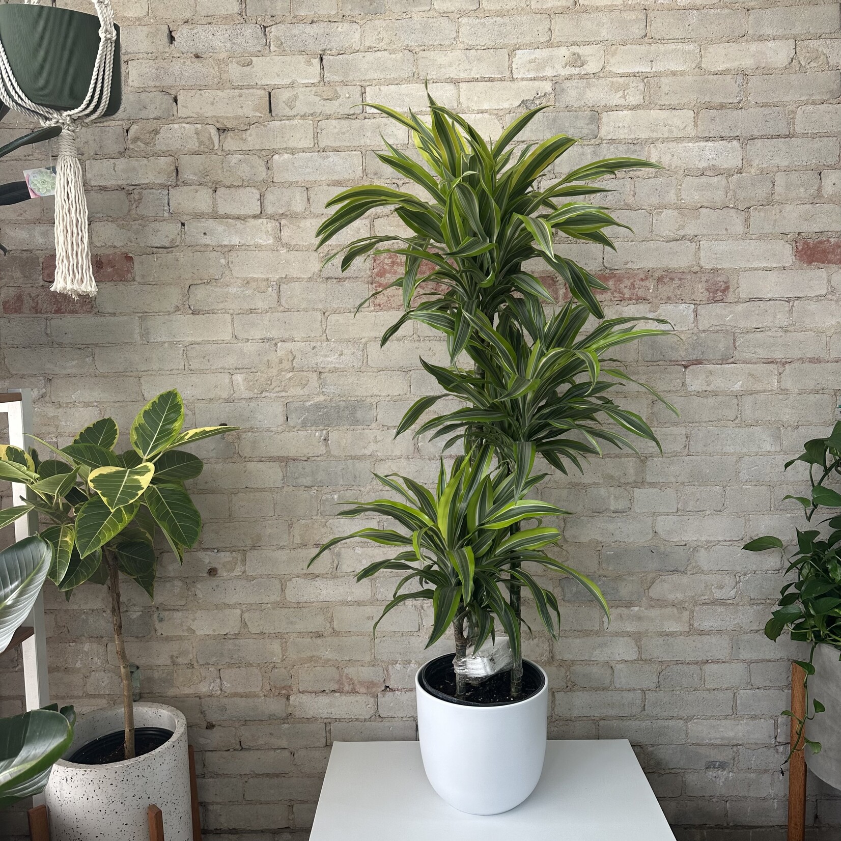 Dracaena Warneckii Lemon Lime Cane 10"