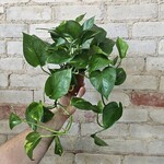 Golden Pothos 4"