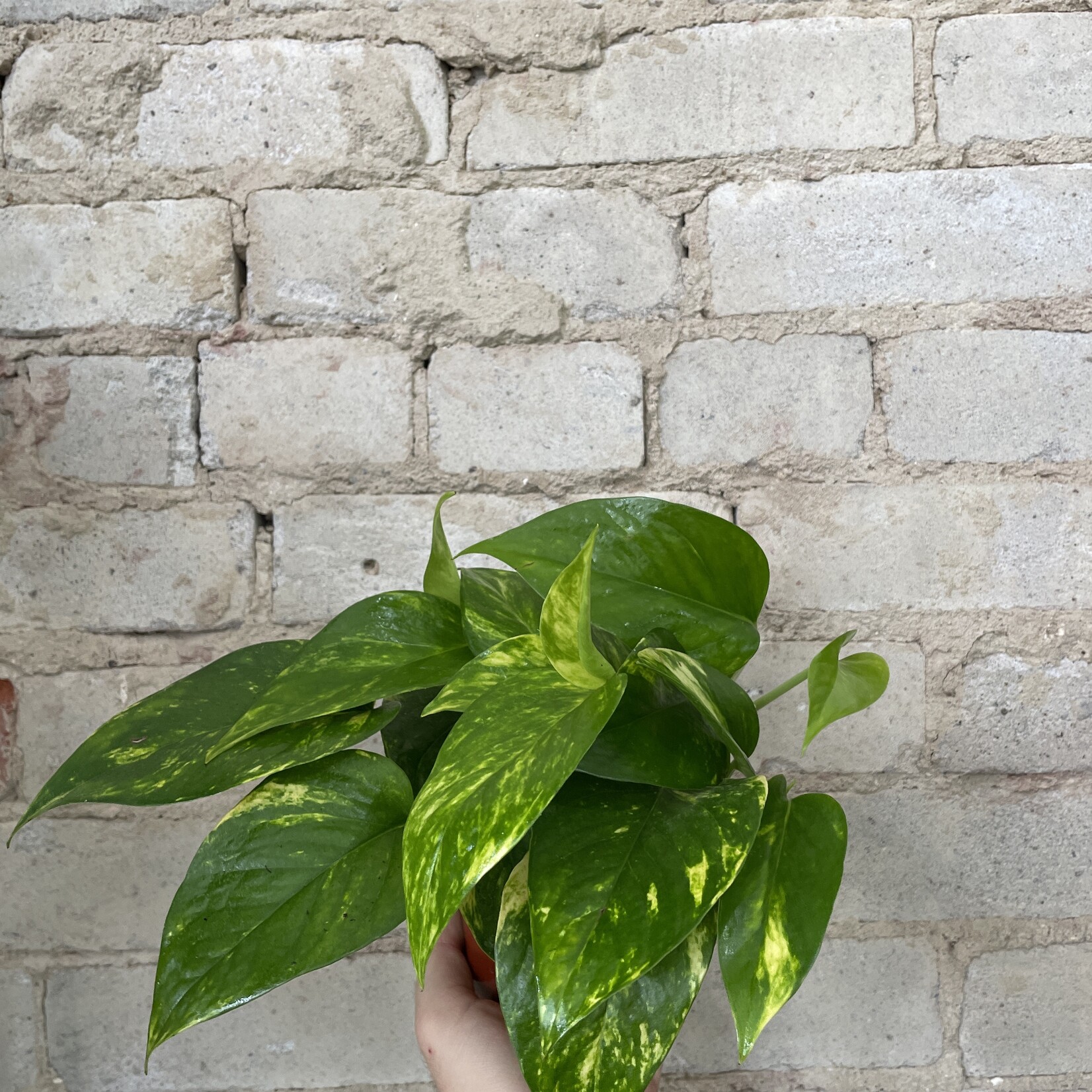 Pothos Hawaiian 4"