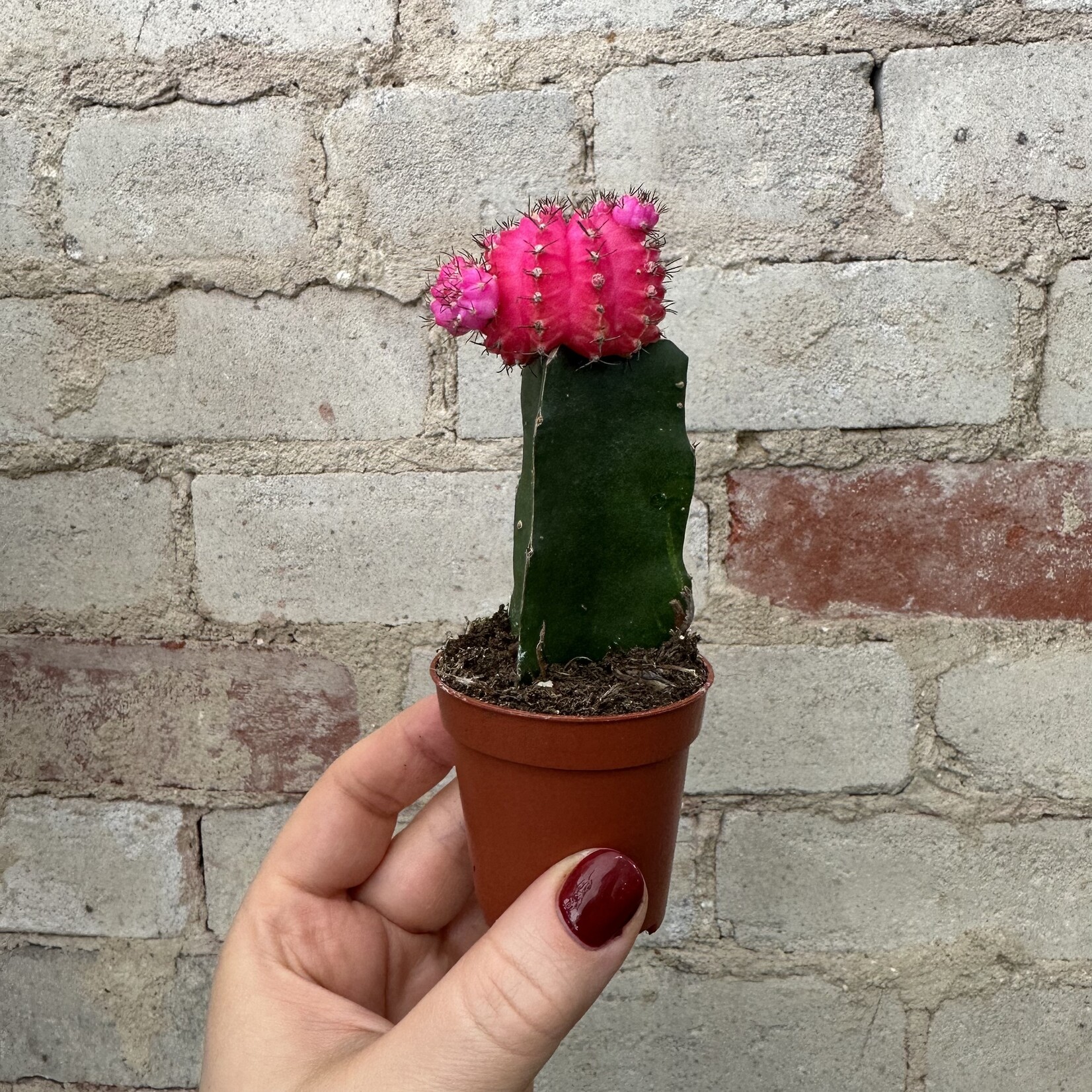 Grafted Moon Cactus 2.5"