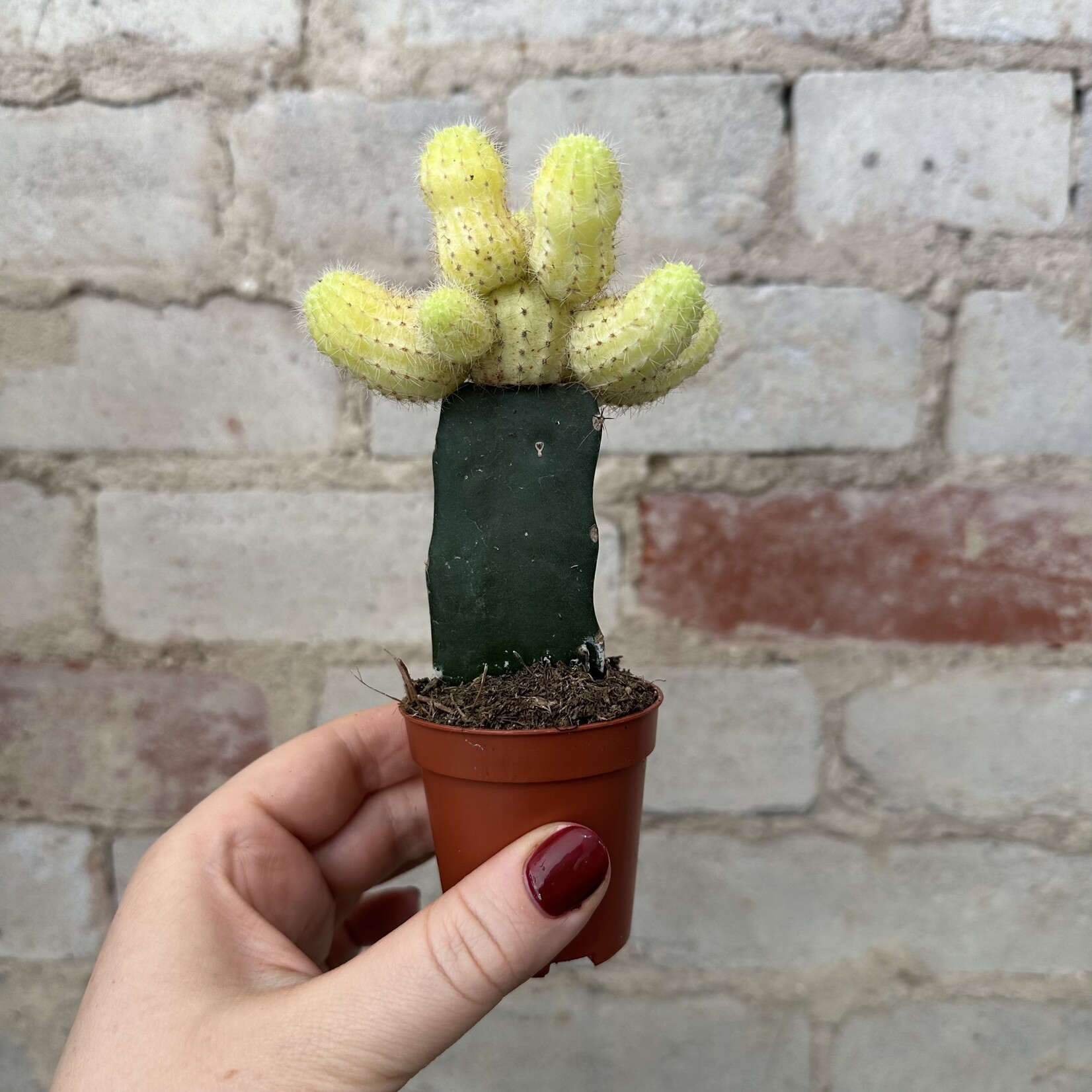 Grafted Moon Cactus 2.5"