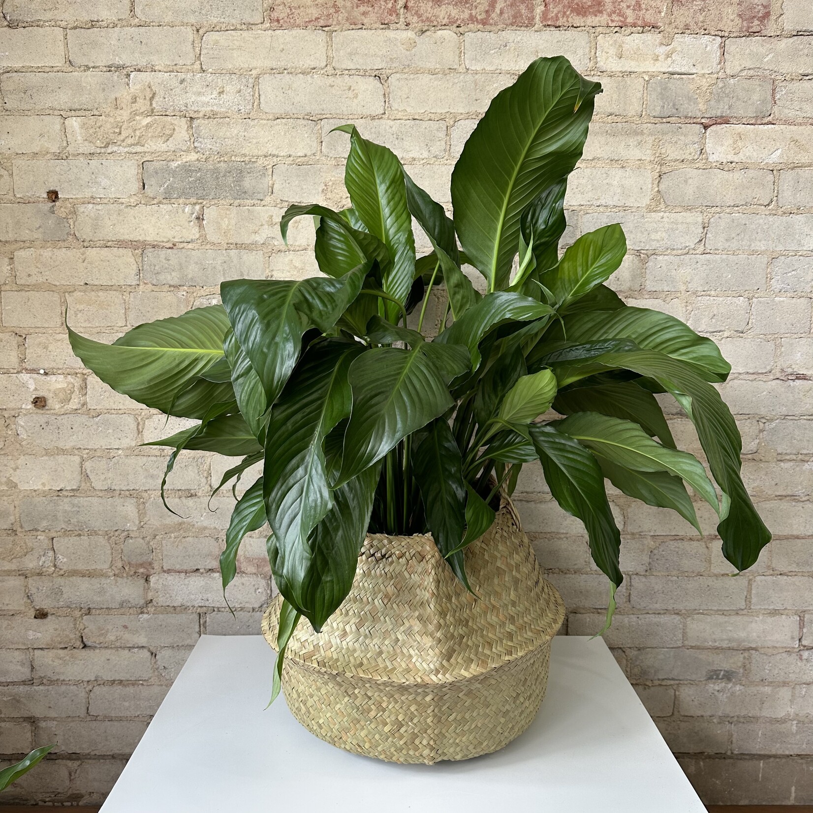 Seagrass Basket (fits 8 - 10" plants)