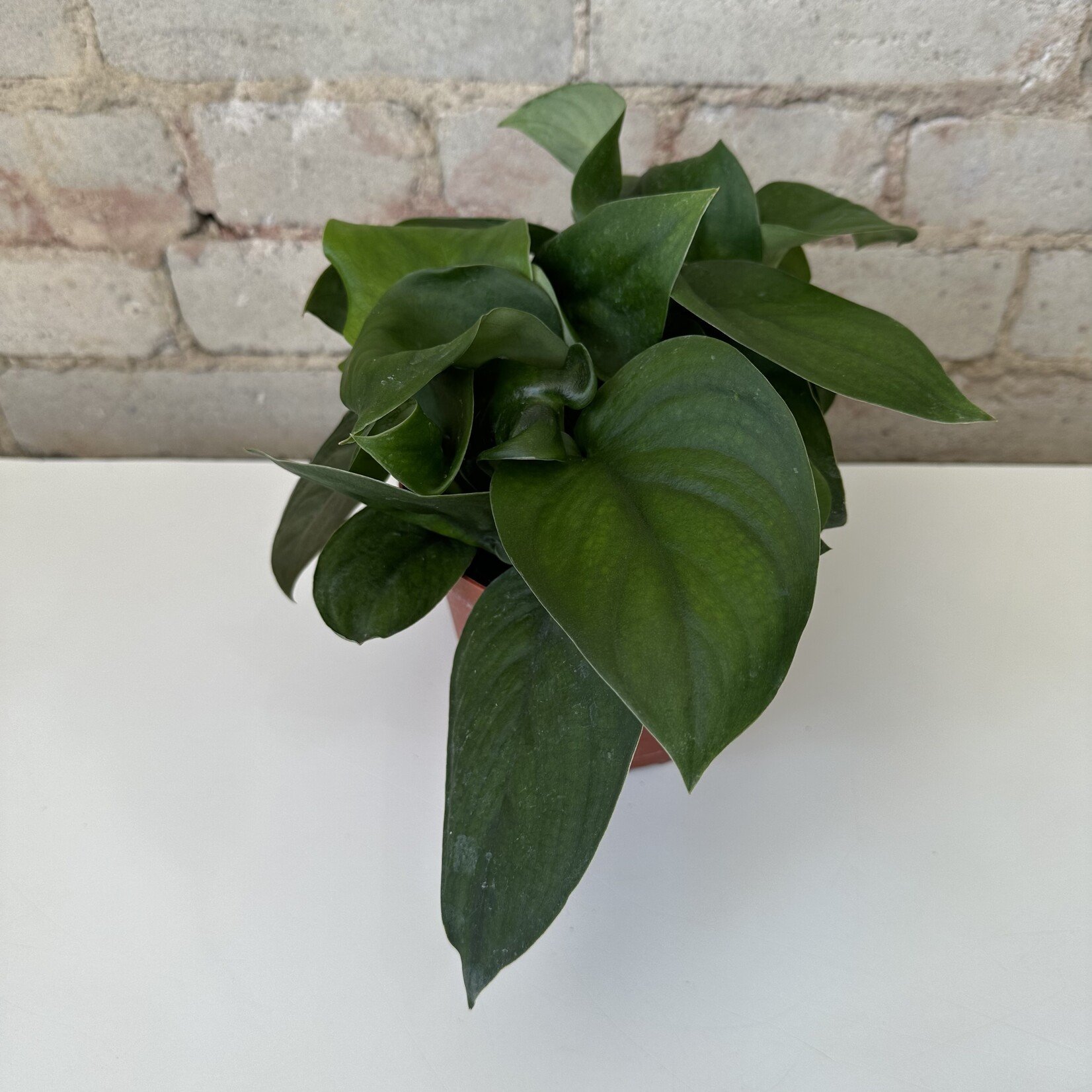 Scindapsus Jade Satin 6"