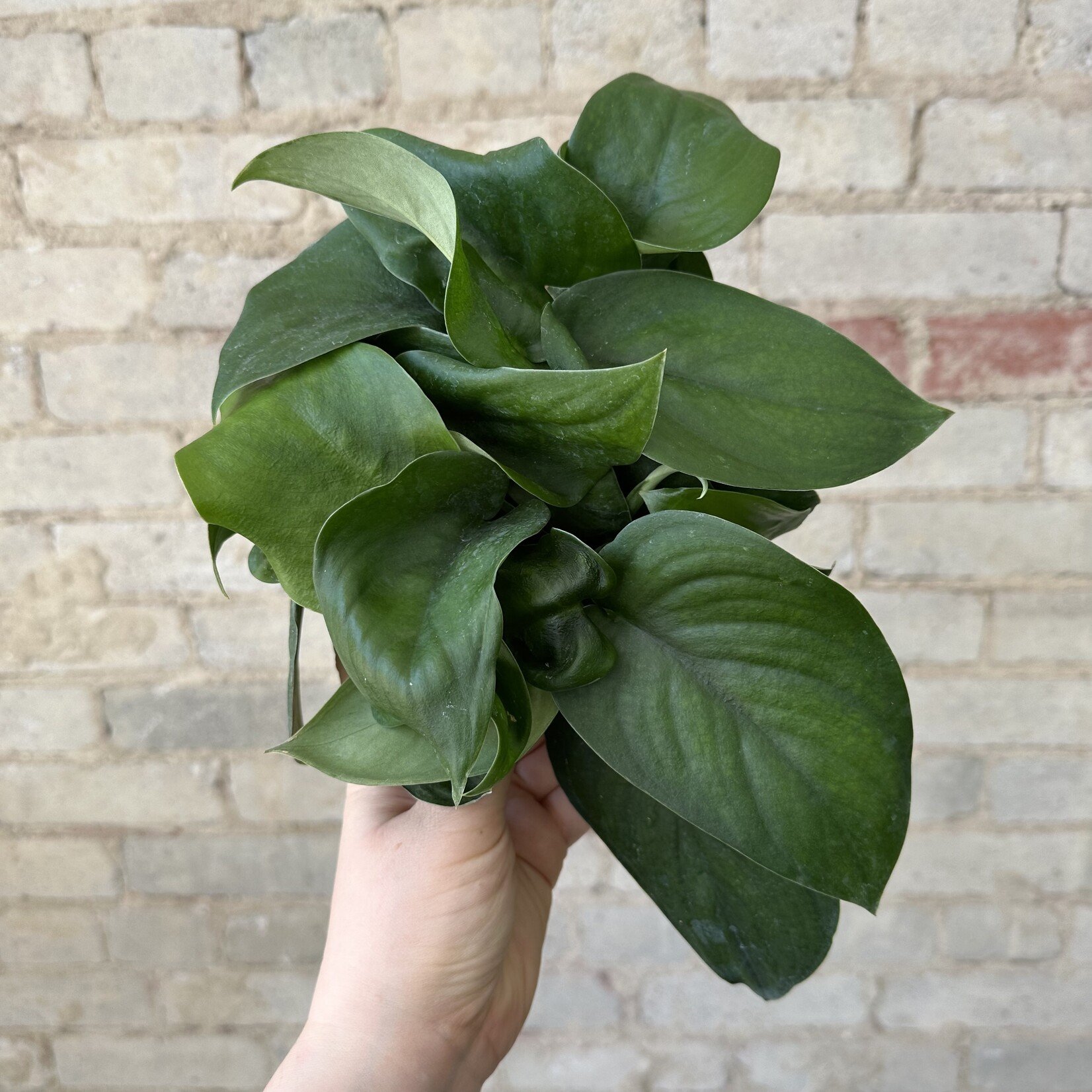 Scindapsus Jade Satin 6"