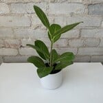 Ficus Audrey 4"