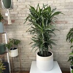 Dracaena Ulysses Multi Cane 14"