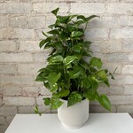 Golden Pothos Totem 6"