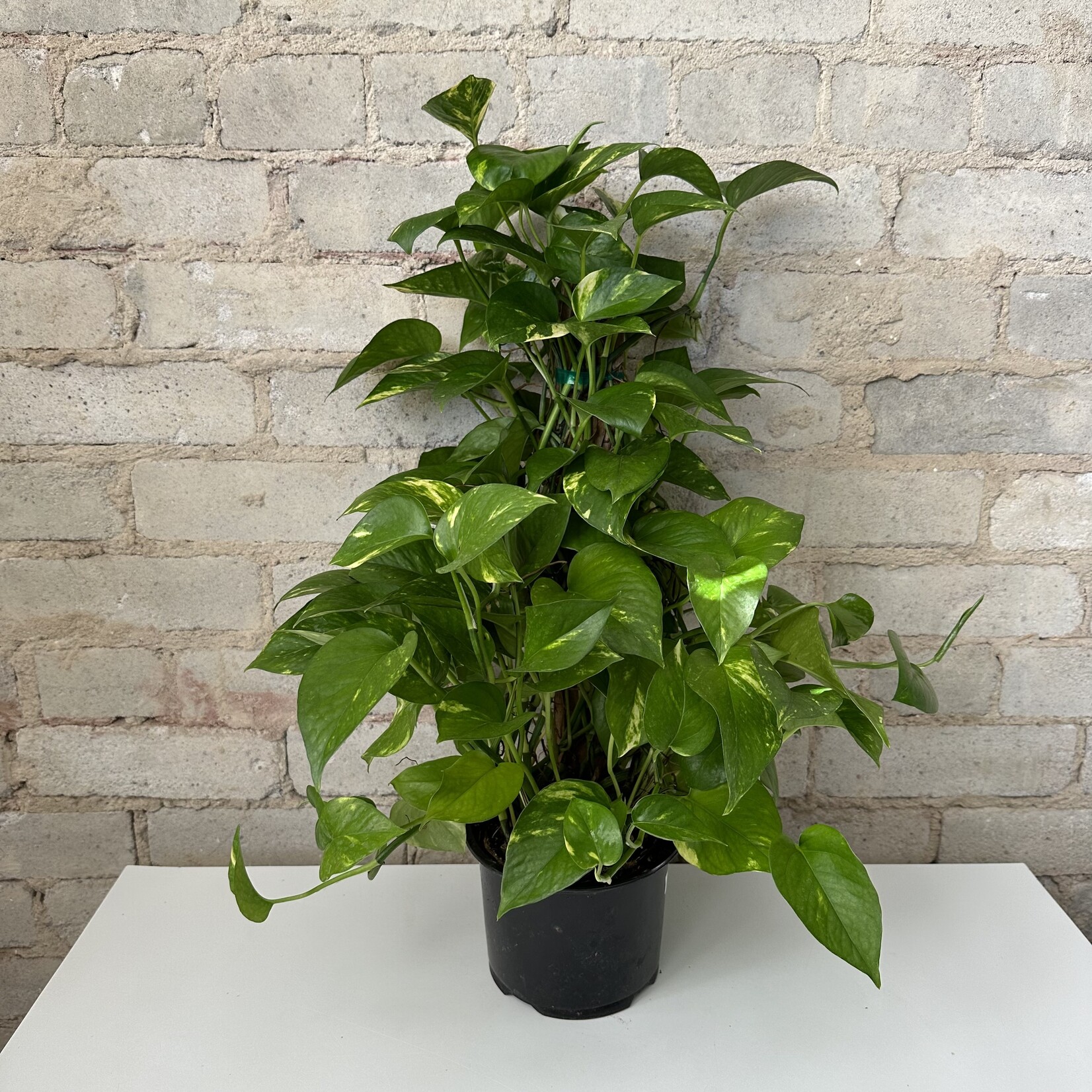 Golden Pothos Totem 6"