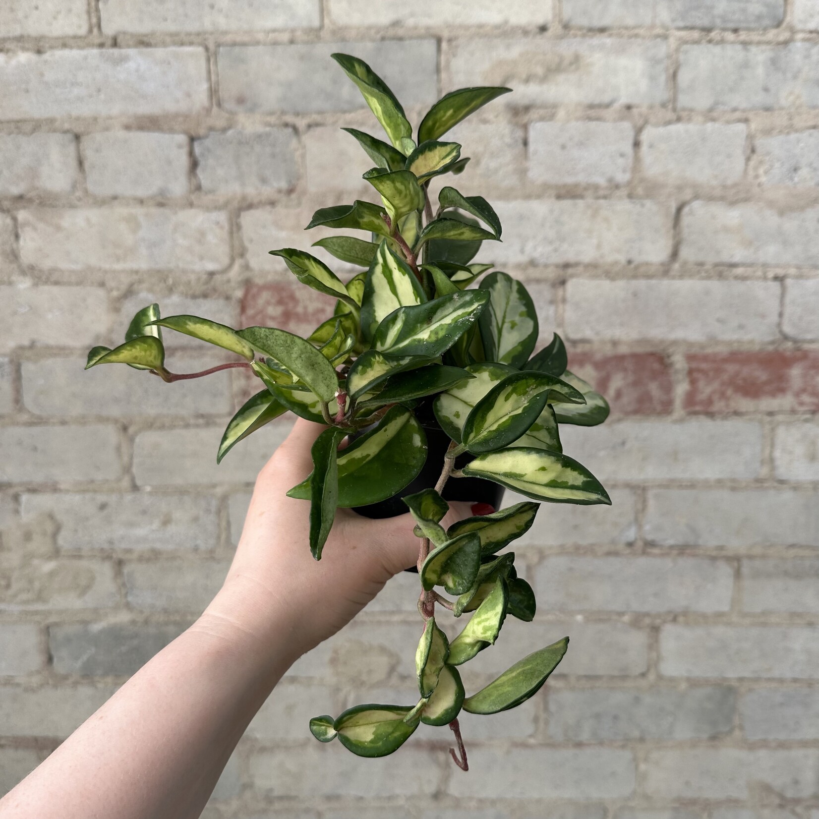 Hoya Carnosa Tricolour 4"