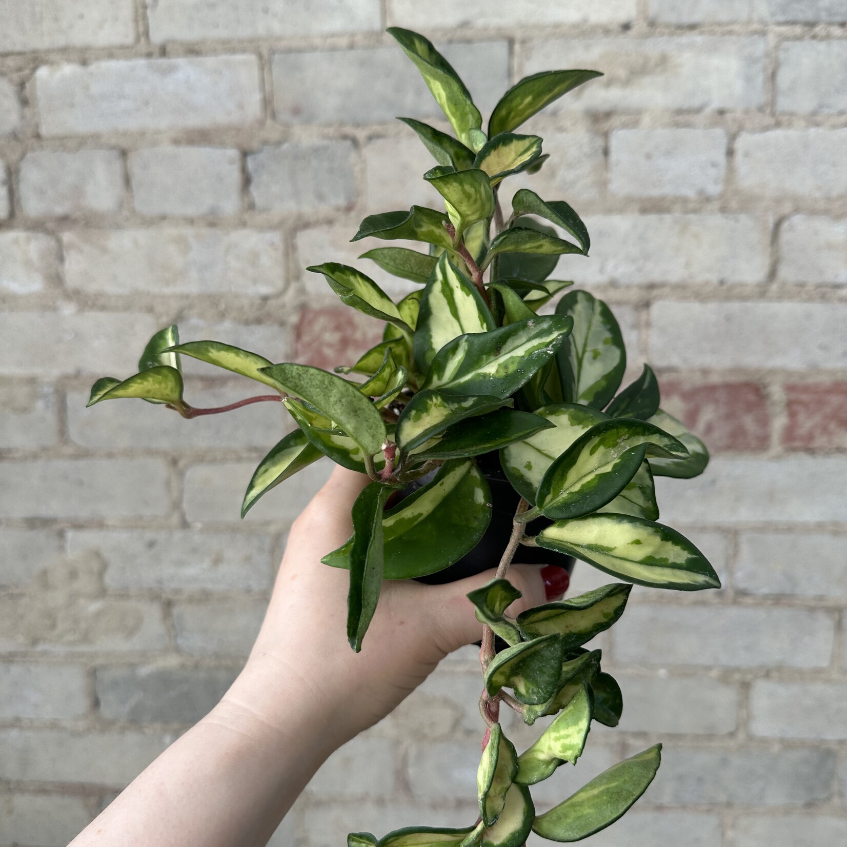 Hoya Carnosa Tricolour 4"