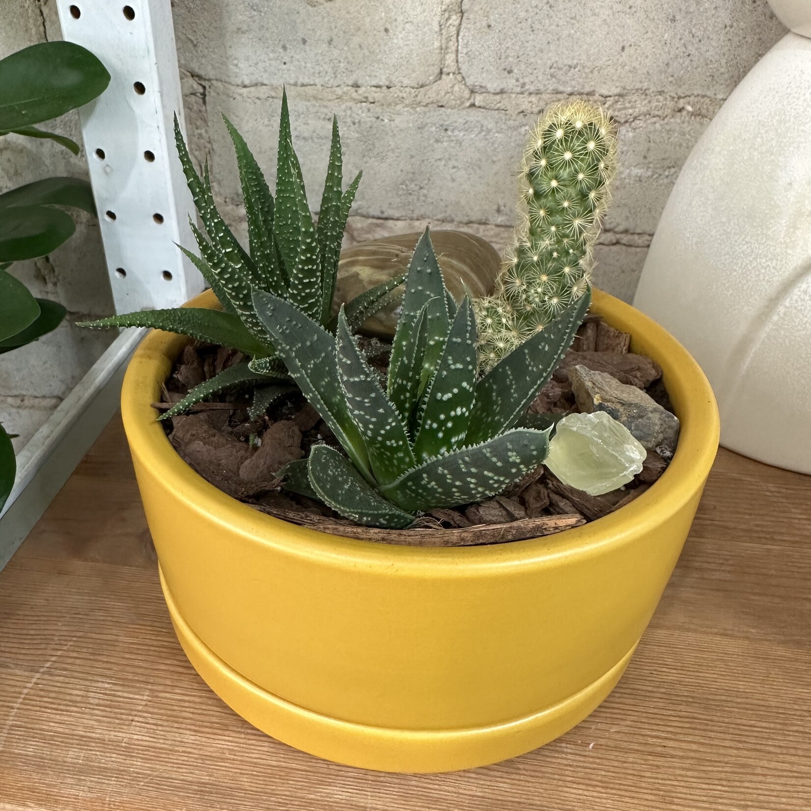 Succulent Arrangement "B" (Mustard)