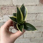 Sansevieria Hahnii Black Gold 2.5"