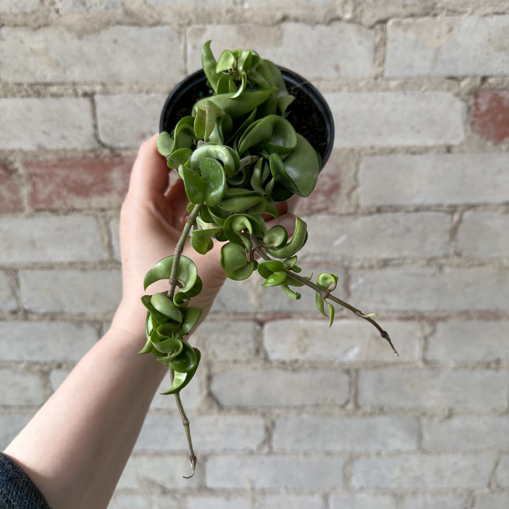 Hoya Compacta Green 4"