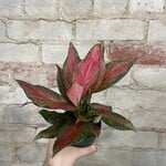 Aglaonema Red Valentine 4"