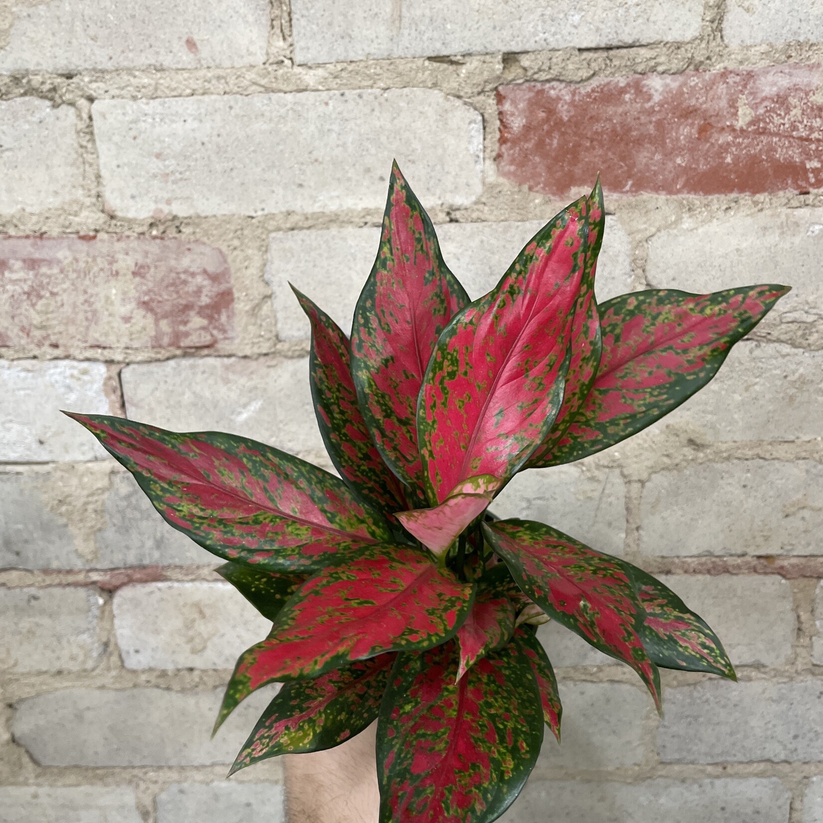 Aglaonema Red Valentine 4"