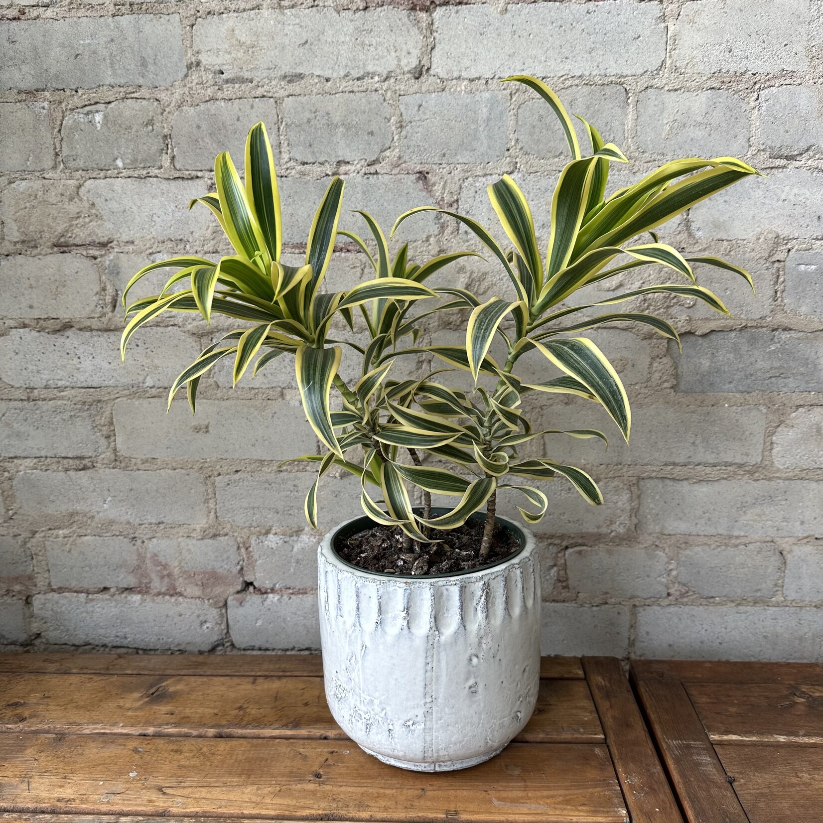 Assorted Pots Kanab Pot (fits 5.5")