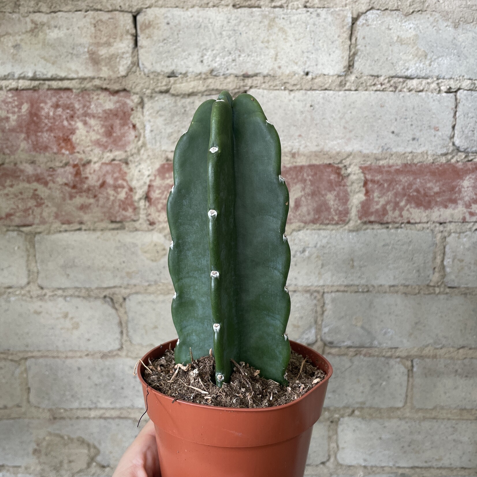 Cuddly Cactus (Cereus Jamacaru) 5"