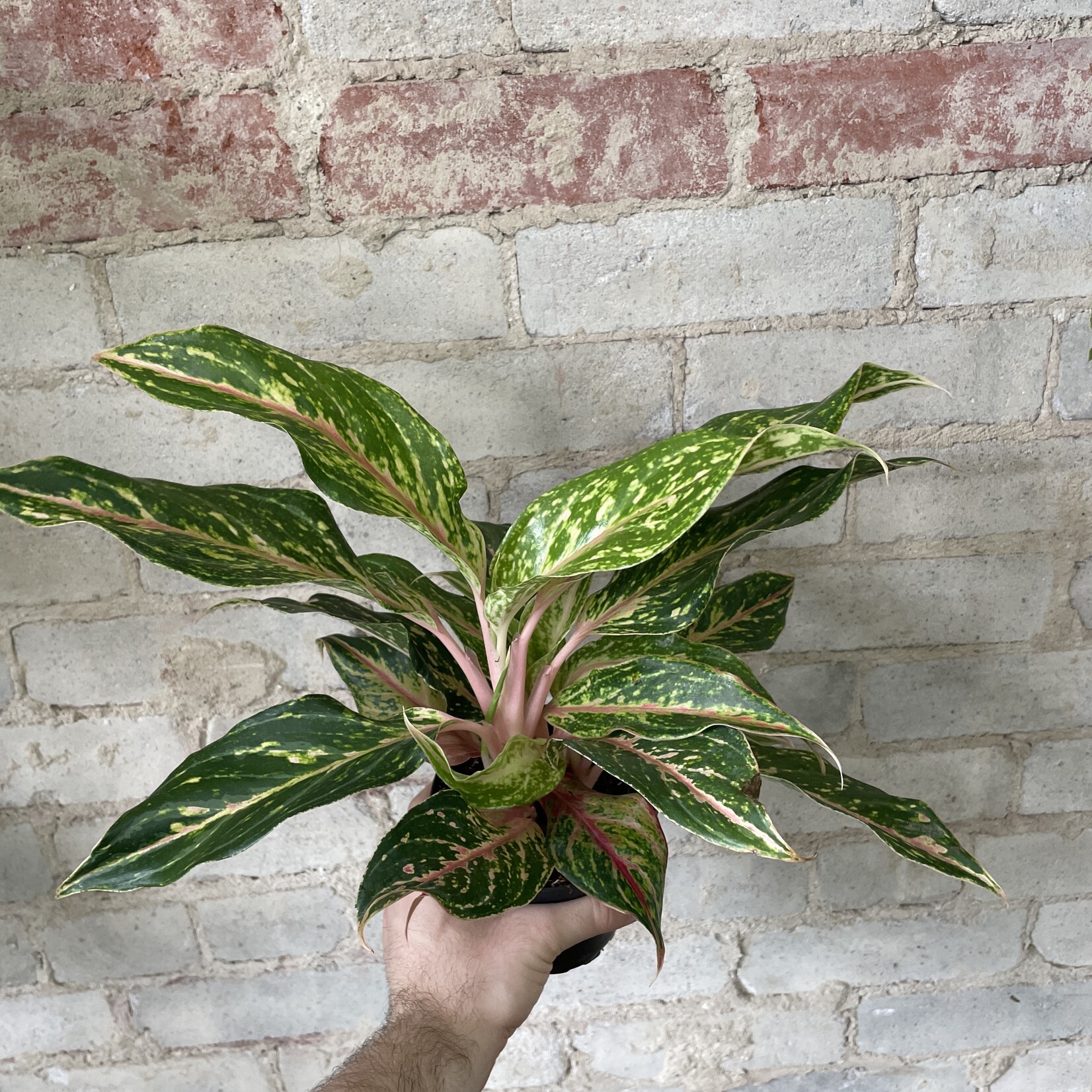 Aglaonema Dazzling Gem 5"