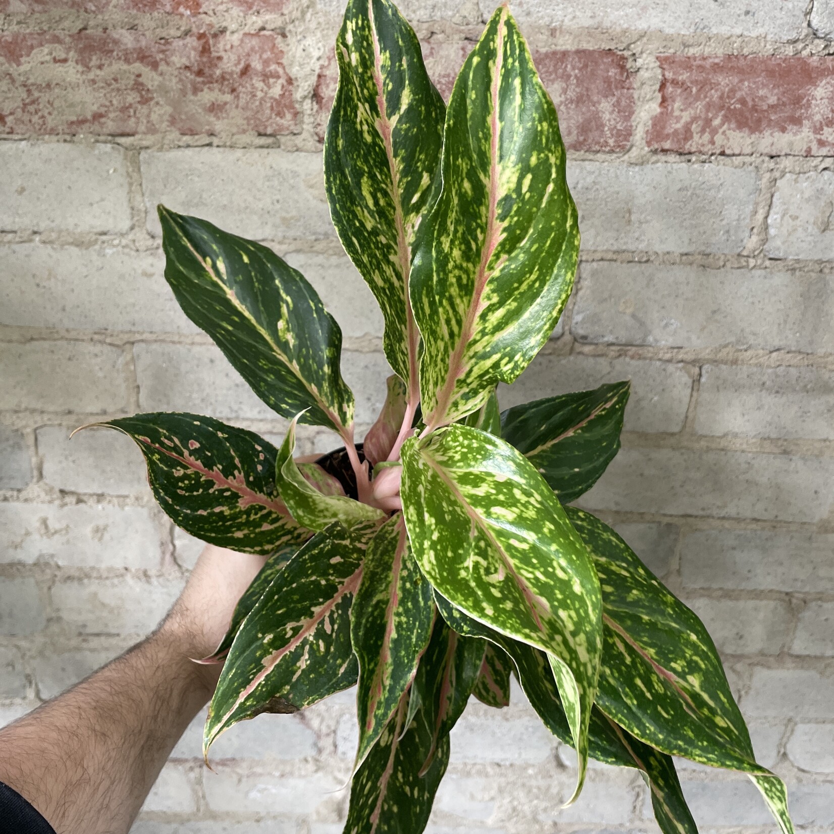 Aglaonema Dazzling Gem 5"