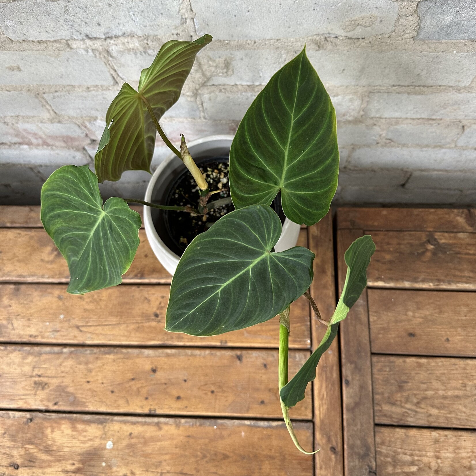 Philodendron Splendid 6"
