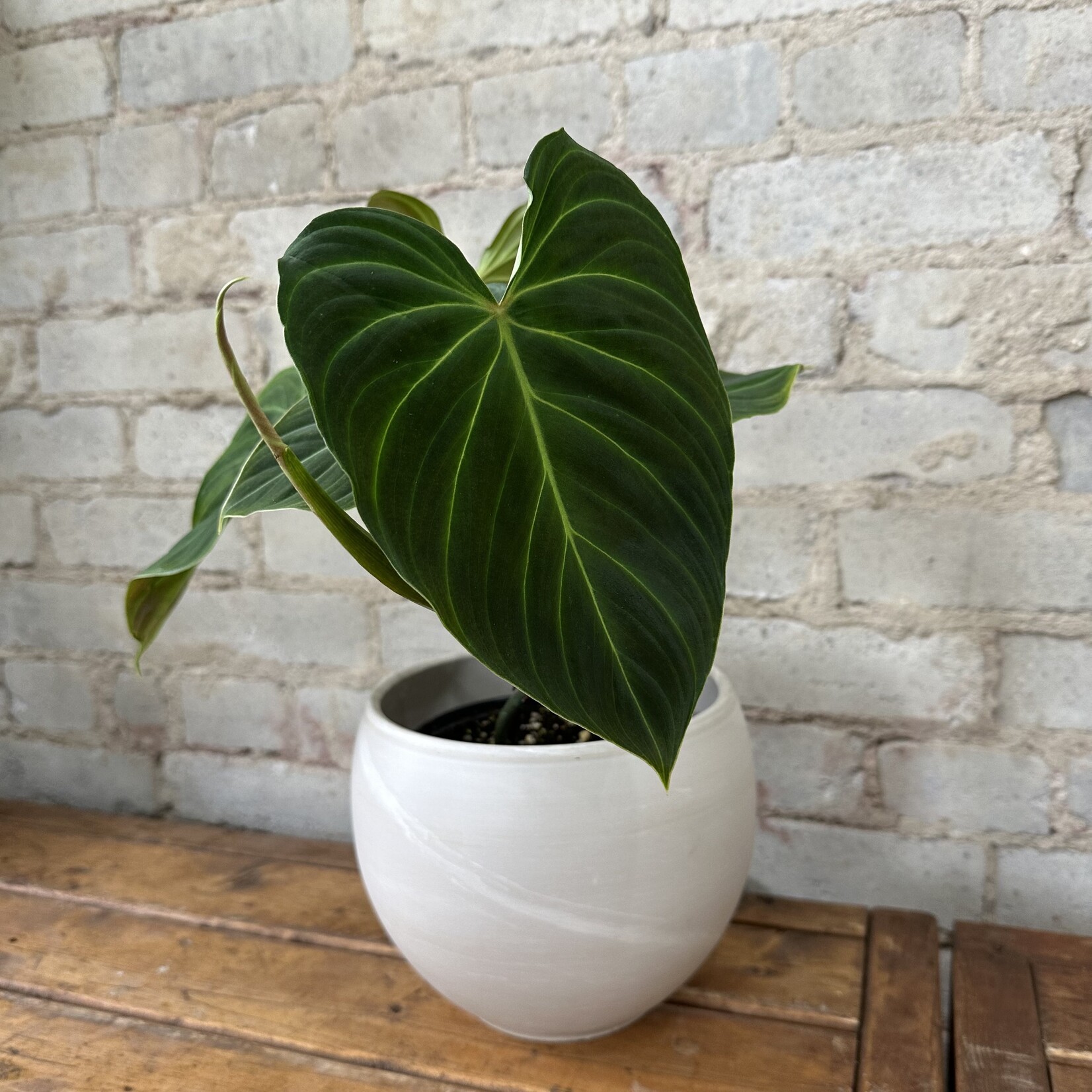 Philodendron Splendid 6"