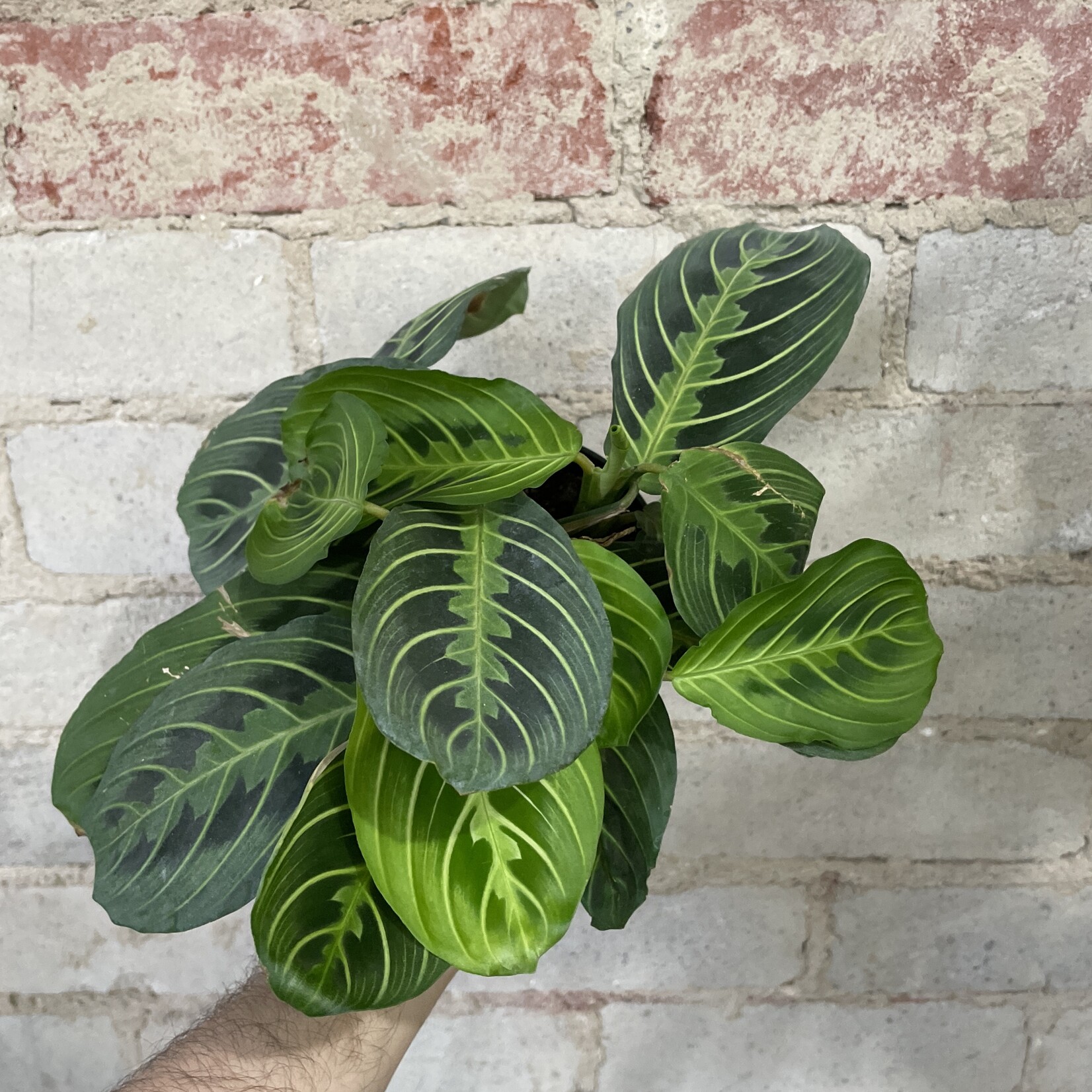 Lemon-Lime Maranta 4"