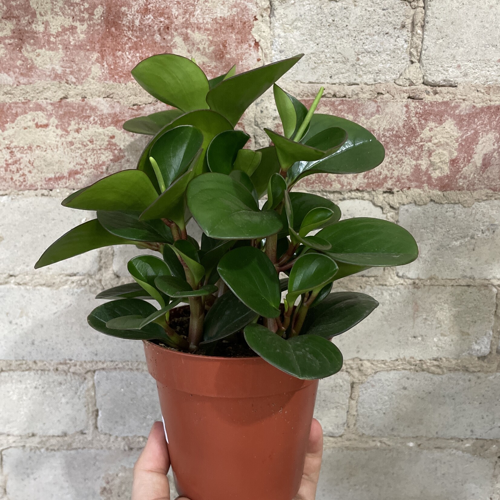 Peperomia Obtusifolia Green 5"