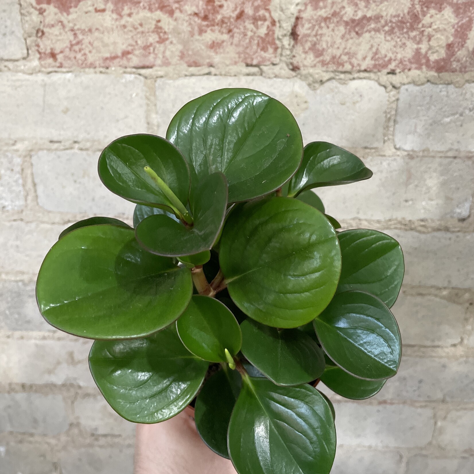 Peperomia Obtusifolia Green 5"