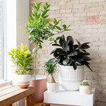 Common House Studio Pots (Welland)