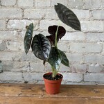 Alocasia Red Cuprea 4"