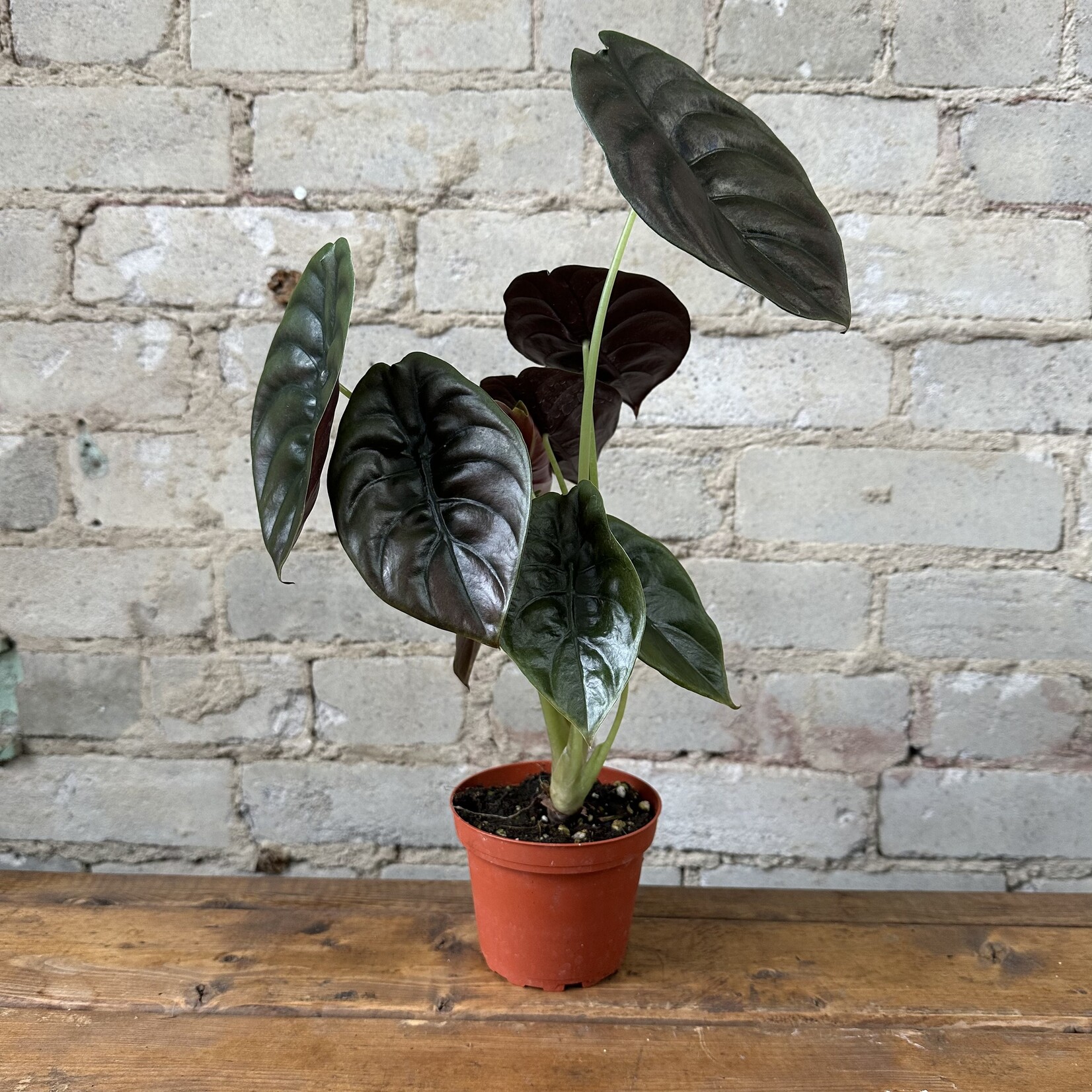 Alocasia Red Cuprea 4"