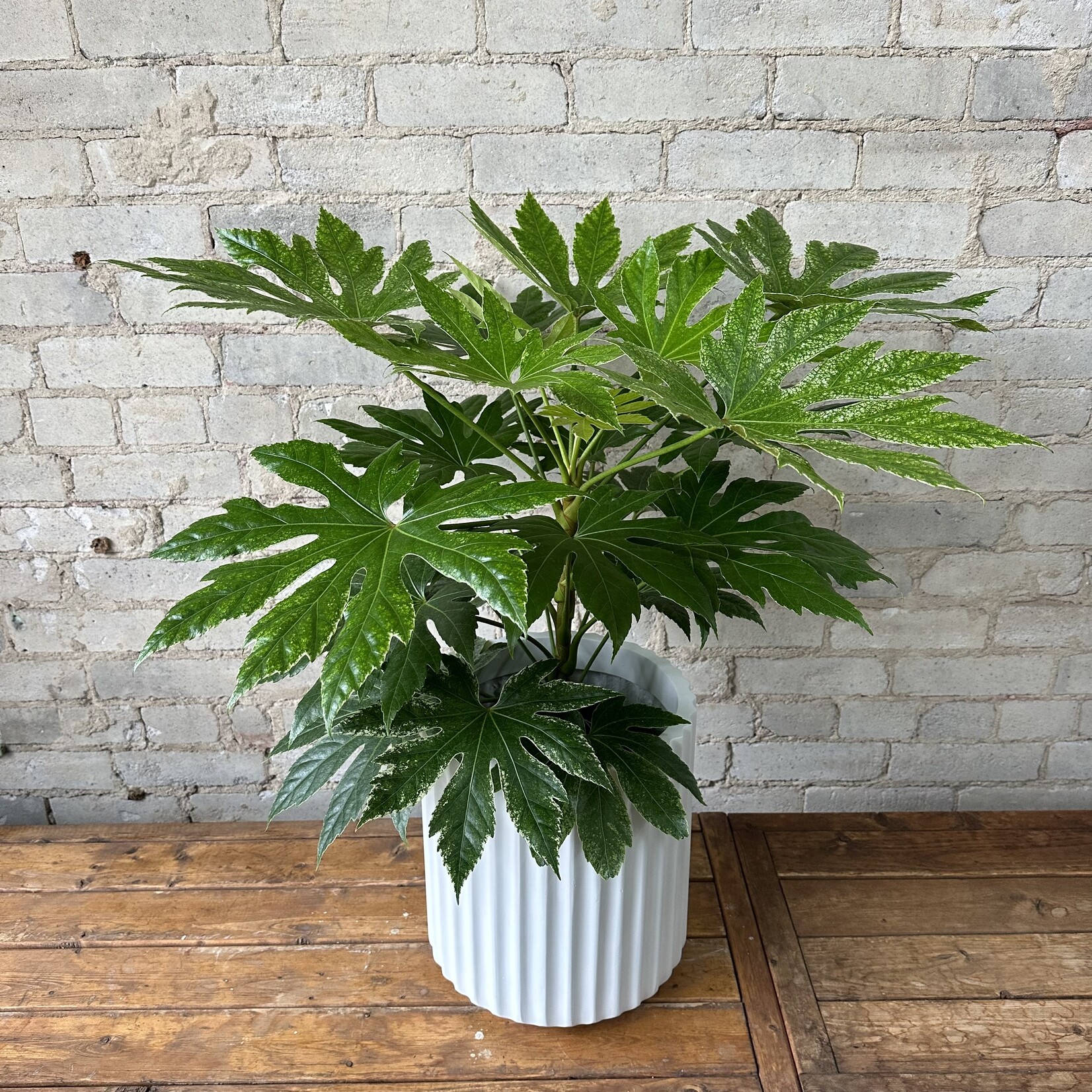 Fatsia Japonica Spiderweb 8"