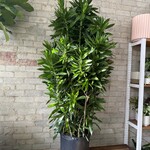 Dracaena Reflexa 14"