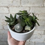 Succulent Arrangement "D" (White)