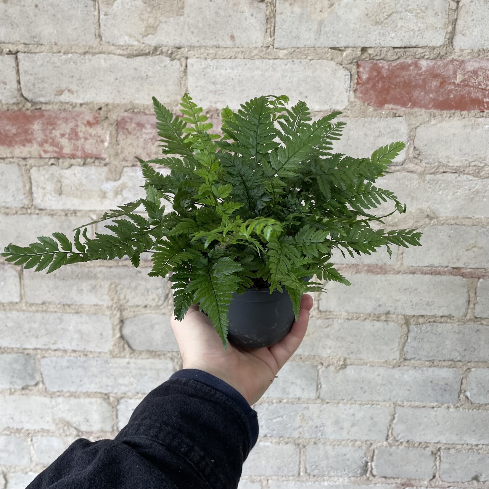 Mother Fern 5"