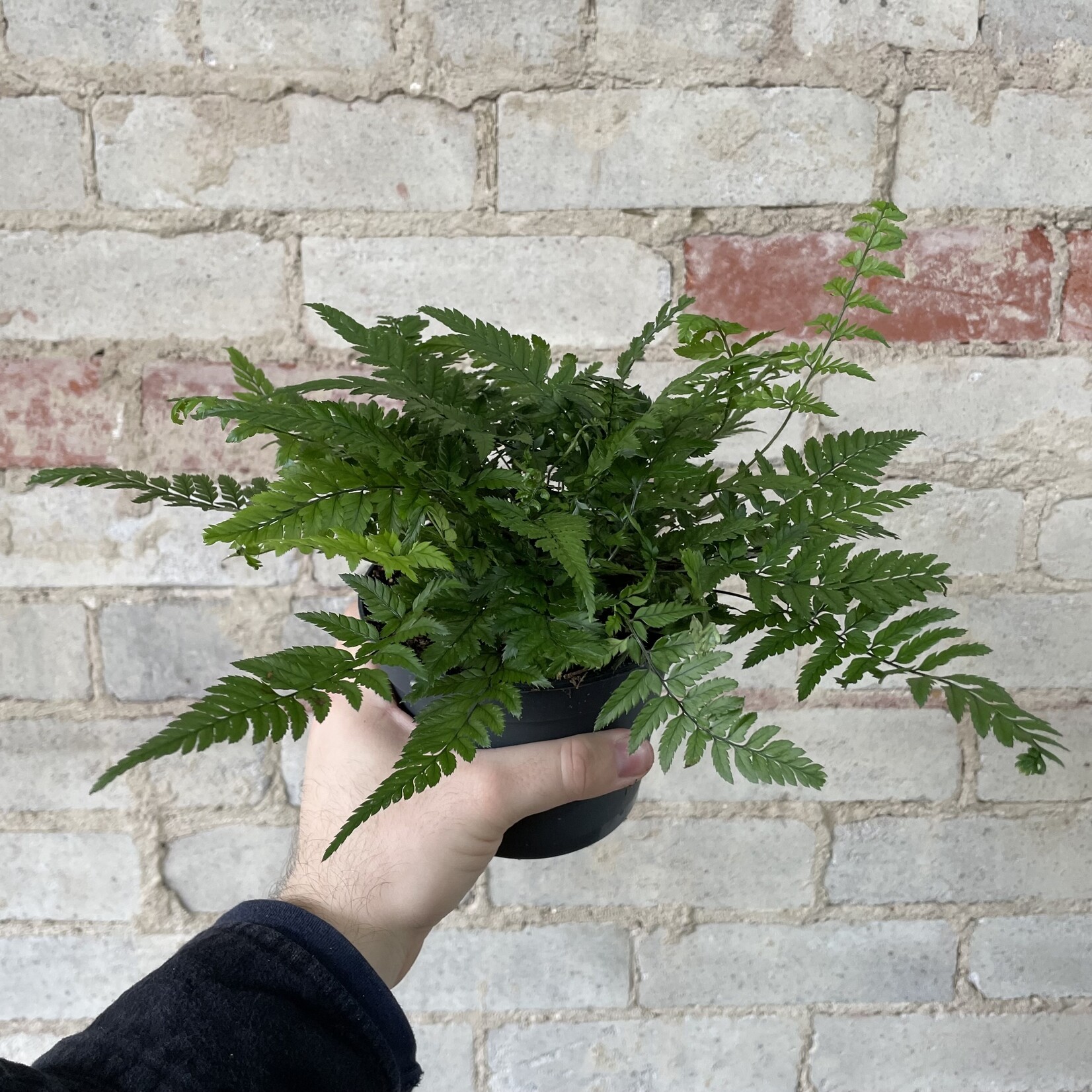 Mother Fern 5"