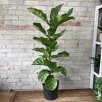 Ficus Lyrata Column 10"