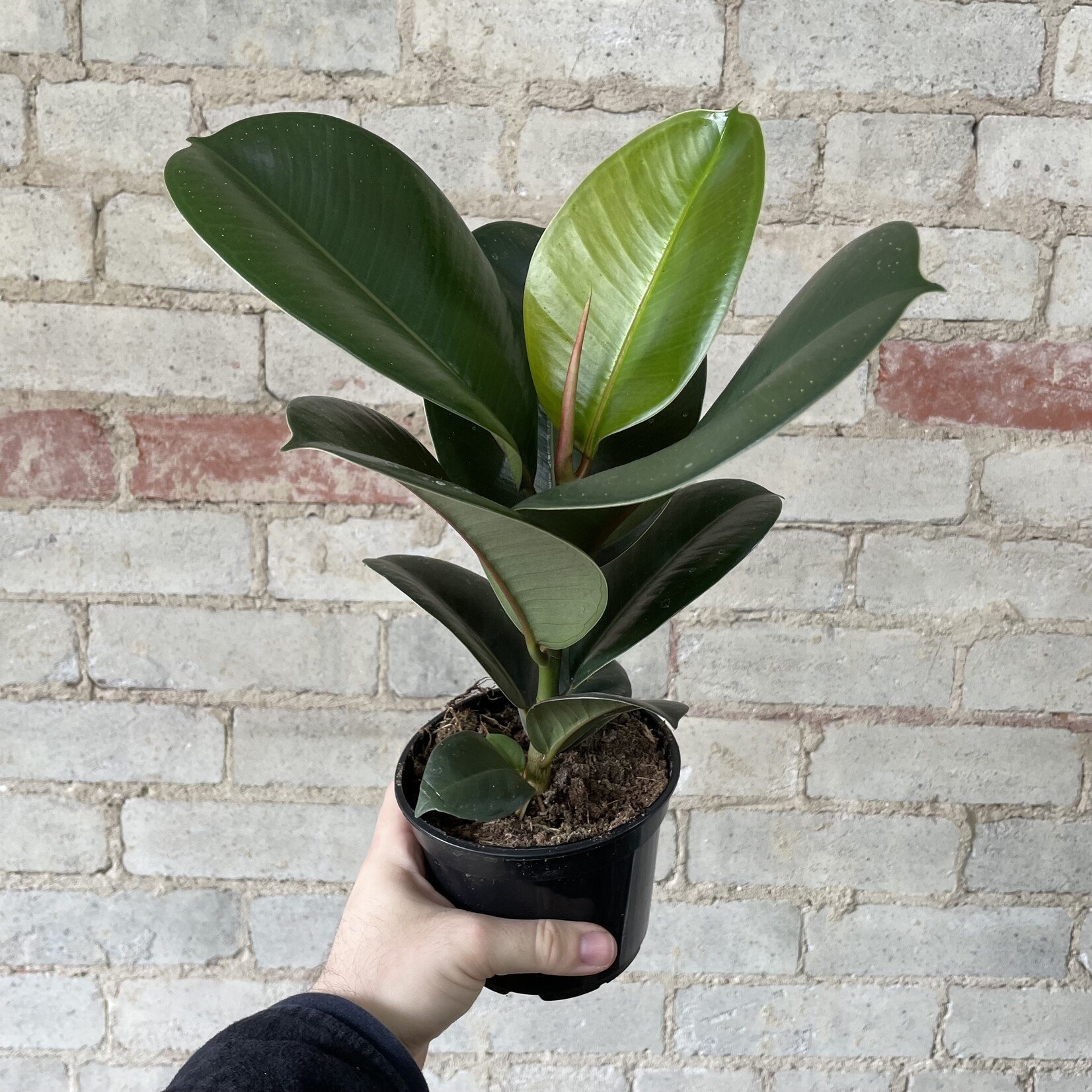 Ficus Elastica Robusta 5"