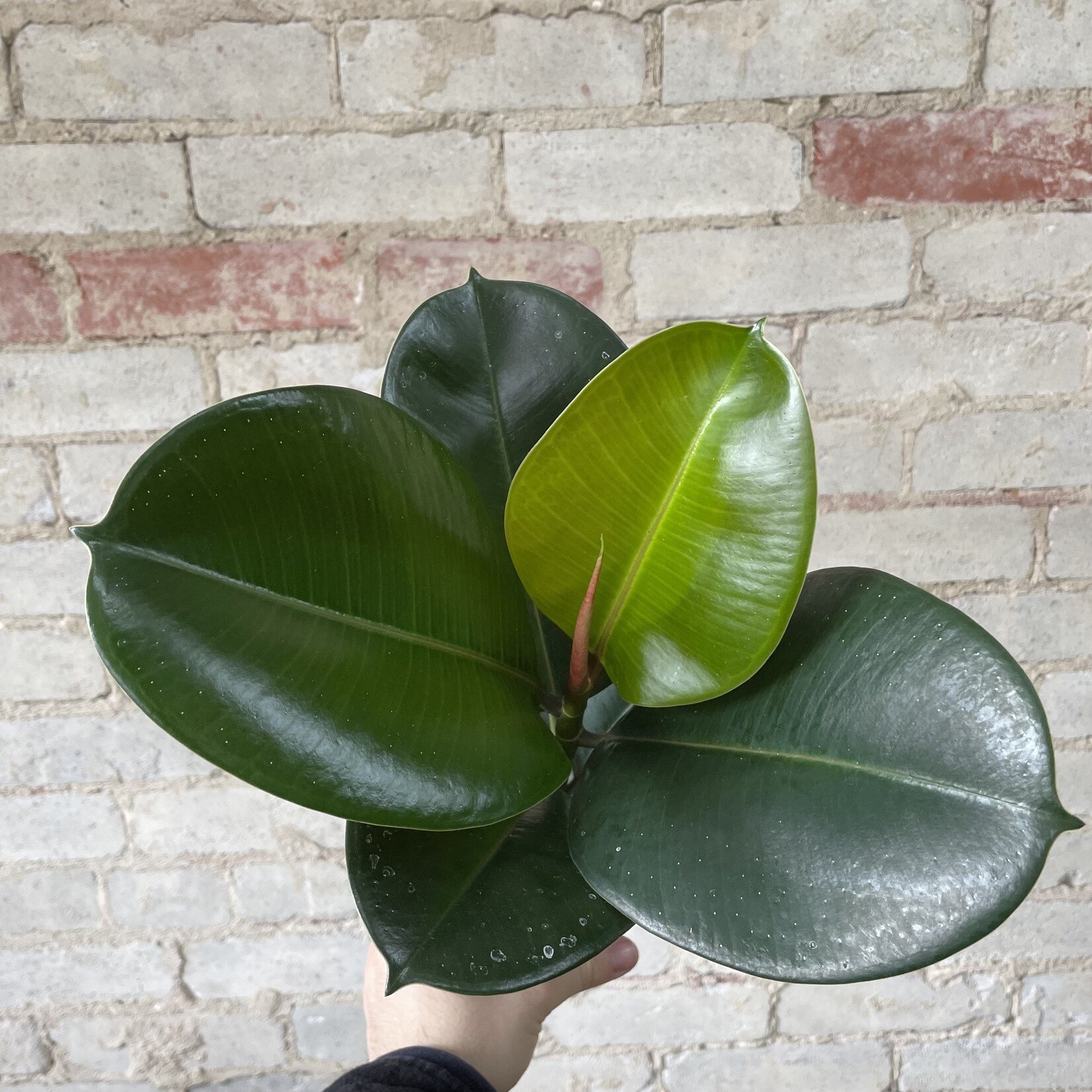 Ficus Elastica Robusta 5"