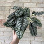 Alocasia Silver Dragon 6"